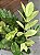 ZAMIOCULCA CAMALEÃO (Zamioculcas zamiifolia 'Chameleon') - Pote 17 - Imagem 2