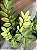 ZAMIOCULCA CAMALEÃO (Zamioculcas zamiifolia 'Chameleon') - Pote 17 - Imagem 3