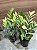 ZAMIOCULCA CAMALEÃO (Zamioculcas zamiifolia 'Chameleon') - Pote 17 - Imagem 4
