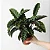 Calathea Velvet Glory - Pote 17 - Imagem 3