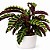 Calathea Velvet Glory - Pote 17 - Imagem 2