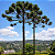 ARAUCÁRIA ou PINHÃO (Araucaria angustifolia) - Muda com 30 a 70 cm - Imagem 1