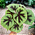 BEGÔNIA CRUZ DE FERRO (Begonia masoniana) - Pote 11 - Imagem 1