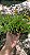 PORTULACA (Portulaca oleracea) - Pote 11 - Imagem 3