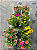 PORTULACA (Portulaca oleracea) - Pote 11 - Imagem 1