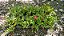 PORTULACA (Portulaca oleracea) - Pote 11 - Imagem 6