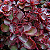 Sedum Spurium 'Voodoo' - Pote 9 - Imagem 1