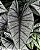 ALOCASIA PLATINA (Platinum) - Pote 12 - Imagem 2