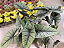 ALOCASIA PLATINA (Platinum) - Pote 12 - Imagem 5