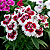 CRAVINA (Dianthus chinensis) - Imagem 2