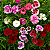CRAVINA (Dianthus chinensis) - Imagem 4