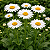 MARGARIDA GIGANTE OLGA (Leucanthemum vulgare) - Imagem 2