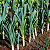 ALHO PORÓ (Allium porrum) - Imagem 1
