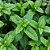 LEVANTE (Mentha viridis) - Imagem 2