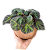 BEGÔNIA BARRIGA DE SAPO (Begonia soli mutata) - Pote 15 - Imagem 4
