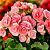 BEGÔNIA FLOR (Elatior) - Pote 15 - Imagem 1