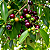 GUAMIRIM CEREJA (Eugenia florida) - Muda com até 70 cm - Imagem 2