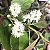 GUAMIRIM CEREJA (Eugenia florida) - Muda com até 70 cm - Imagem 4