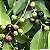 GUAMIRIM CEREJA (Eugenia florida) - Muda com até 70 cm - Imagem 7