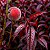 PÊSSEGO DE FOLHA ROXA (Prunus persica "nigra") - Muda Enxertada com até 1,20m - Imagem 1