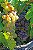 UVA BRS MOSCATEL (Vitis vinifera) - Muda Enxertada com até 1 metro - Imagem 2