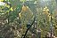 UVA BRS MOSCATEL (Vitis vinifera) - Muda Enxertada com até 1 metro - Imagem 3