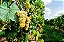 UVA BRS MOSCATEL (Vitis vinifera) - Muda Enxertada com até 1 metro - Imagem 4
