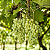 UVA BRS MOSCATEL (Vitis vinifera) - Muda Enxertada com até 1 metro - Imagem 1