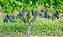 UVA CABERNET SAUVIGNON (Vitis vinifera) - Muda Enxertada com até 1 metro - Imagem 3