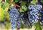 UVA CABERNET SAUVIGNON (Vitis vinifera) - Muda Enxertada com até 1 metro - Imagem 2