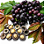 MAPATI ou UVA da AMAZÔNIA (Pourouma cecropiifolia) - Muda com até 1 metro - Imagem 1