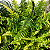 SAMAMBAIA TIGRE (Nephrolepis exaltata 'Tiger Fern') - Cuia 21 - Imagem 2