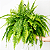 SAMAMBAIA TIGRE (Nephrolepis exaltata 'Tiger Fern') - Cuia 21 - Imagem 4