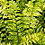 SAMAMBAIA TIGRE (Nephrolepis exaltata 'Tiger Fern') - Cuia 21 - Imagem 1