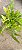 SAMAMBAIA TIGRE (Nephrolepis exaltata 'Tiger Fern') - Cuia 21 - Imagem 3