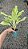 Aglaonema Sundrop - Pote 12 - Imagem 8