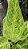 Aglaonema Sundrop - Pote 12 - Imagem 3