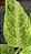 Aglaonema Sundrop - Pote 12 - Imagem 2