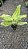 Aglaonema Sundrop - Pote 12 - Imagem 4