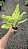 Aglaonema Sundrop - Pote 12 - Imagem 5