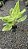 Aglaonema Sundrop - Pote 12 - Imagem 6