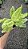 Aglaonema Sundrop - Pote 12 - Imagem 7