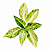 Aglaonema Sundrop - Pote 12 - Imagem 1