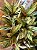 MARANTA HORTICOLOR (Stromanthe Sanguinea Horticolor) - Pote 12 - Imagem 2