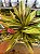 MARANTA HORTICOLOR (Stromanthe Sanguinea Horticolor) - Pote 12 - Imagem 1