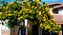 FALSO BARBATIMÃO (Cassia leptophylla) - Muda com até 80 cm - Imagem 4