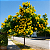 FALSO BARBATIMÃO (Cassia leptophylla) - Muda com até 80 cm - Imagem 2