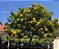 FALSO BARBATIMÃO (Cassia leptophylla) - Muda com até 80 cm - Imagem 3