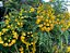 FALSO BARBATIMÃO (Cassia leptophylla) - Muda com até 80 cm - Imagem 5