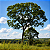 JACARANDÁ DA BAHIA (Dalbergia nigra) - Muda com até 70 cm - Imagem 3
